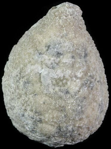 Cystoid (Holocystites) Fossil - Indiana #61953